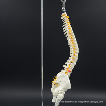 China proveedor Medical Spine Model